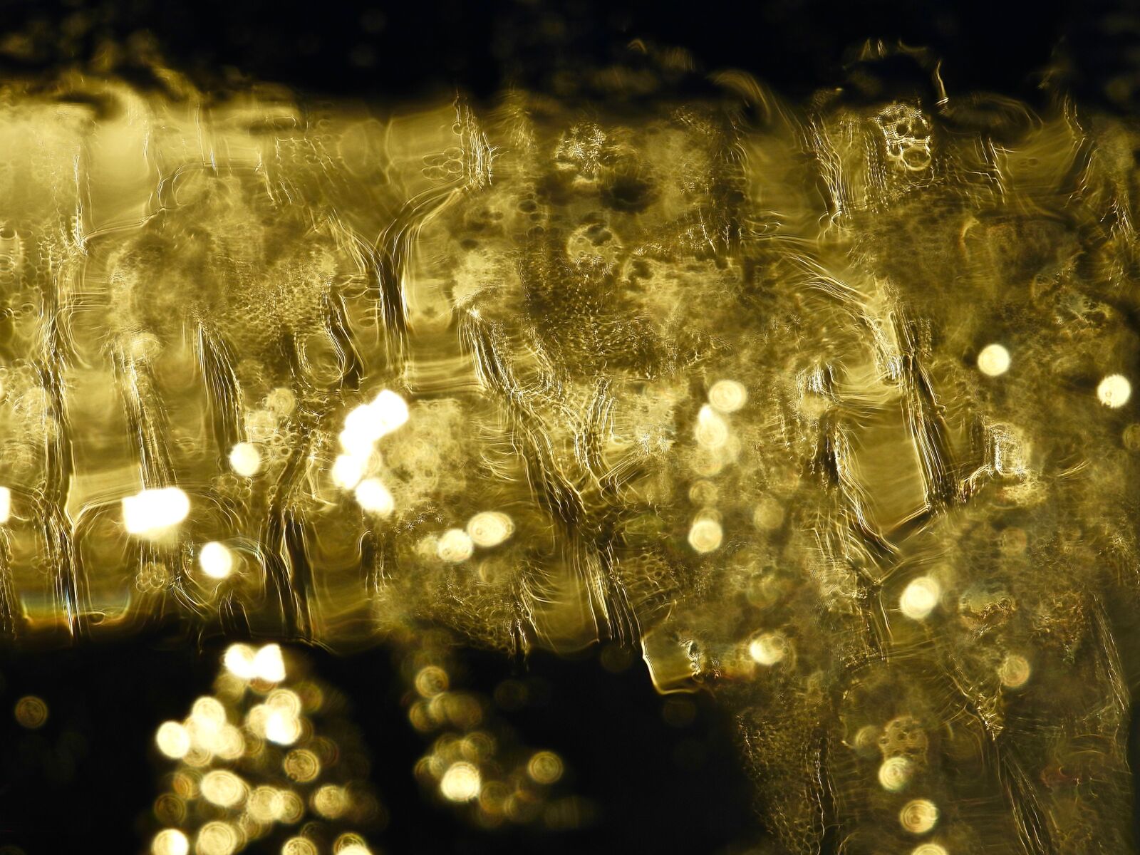 Nikon Coolpix P1000 sample photo. Golden, abstract, water photography