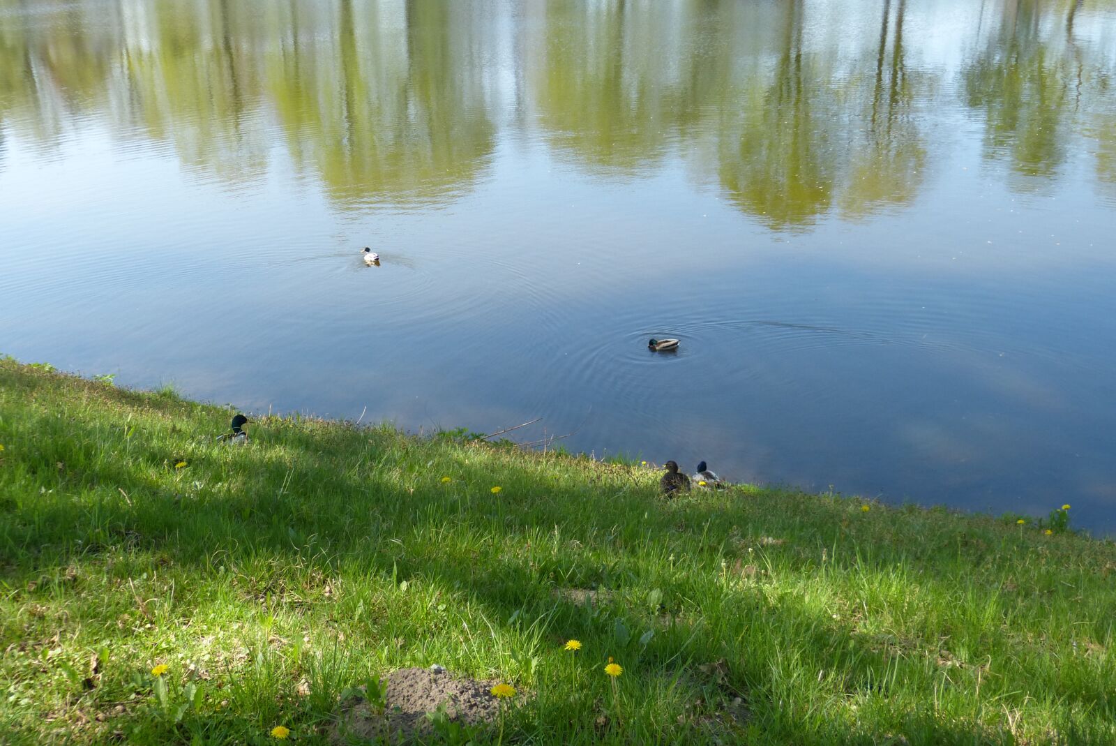 Panasonic Lumix DMC-FZ150 sample photo. Ducks, mallard, water bird photography