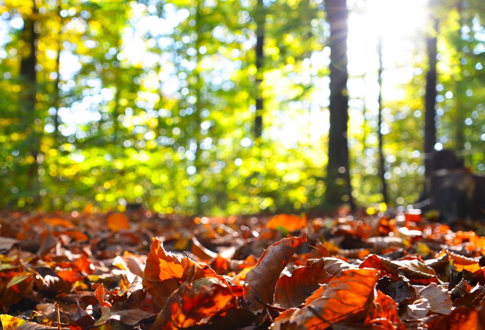 Nikon D7000 sample photo. Autumn, leaves, fall foliage photography