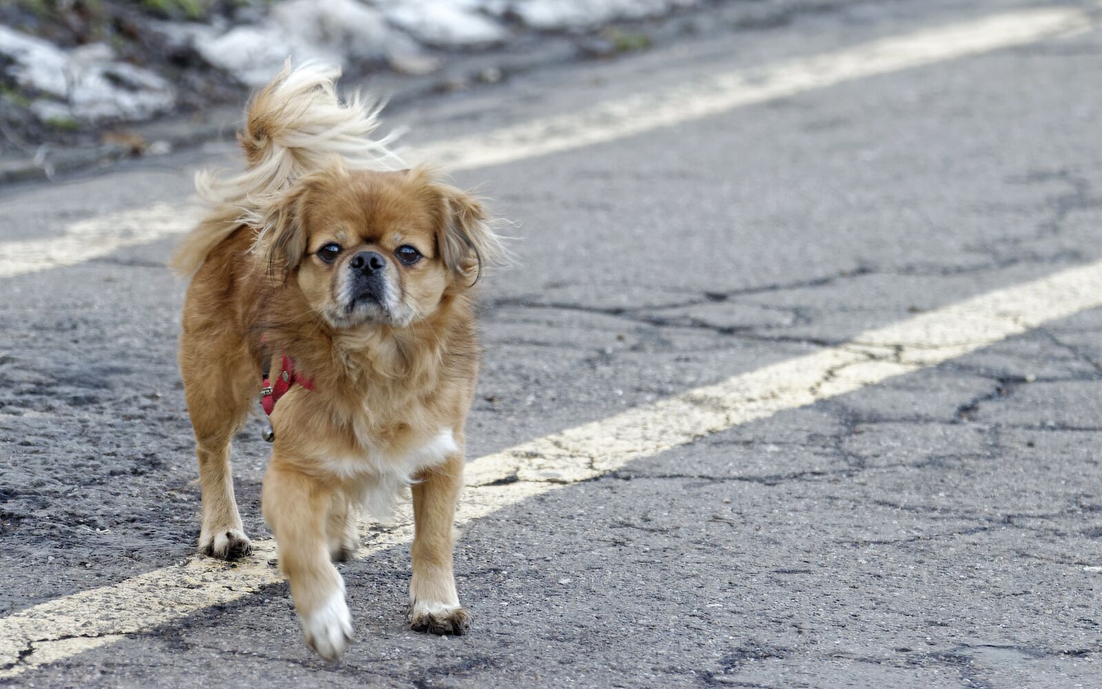 Nikon D5300 sample photo. Dog, pet, canine photography