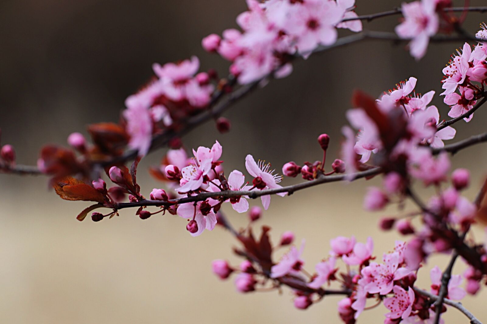 Canon EOS 200D (EOS Rebel SL2 / EOS Kiss X9) sample photo. Flower, branch, nature photography