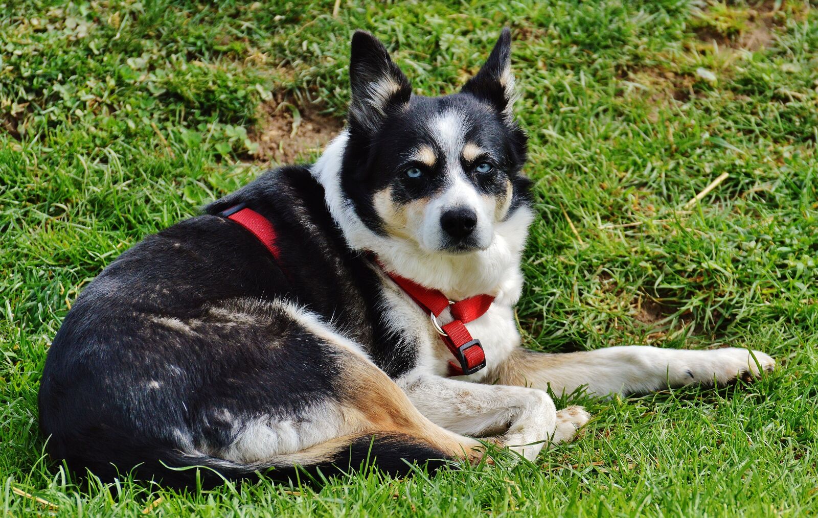 Nikon D3200 sample photo. Husky, dog, animal photography