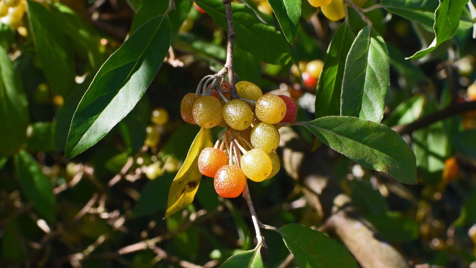 Nikon D3300 sample photo. Ripening autumn olive berries photography