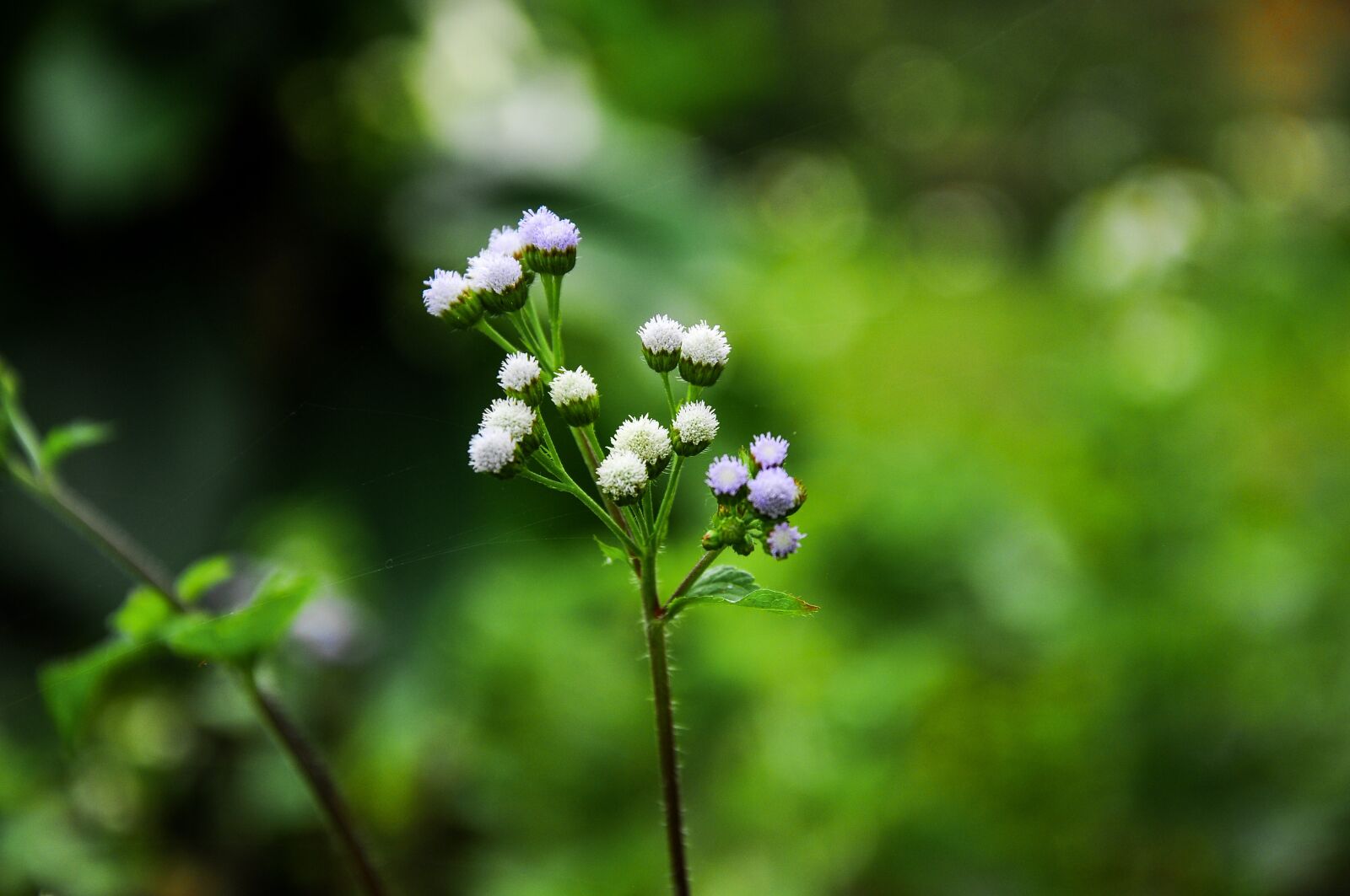 Nikon D90 sample photo. Flower, nature, green photography