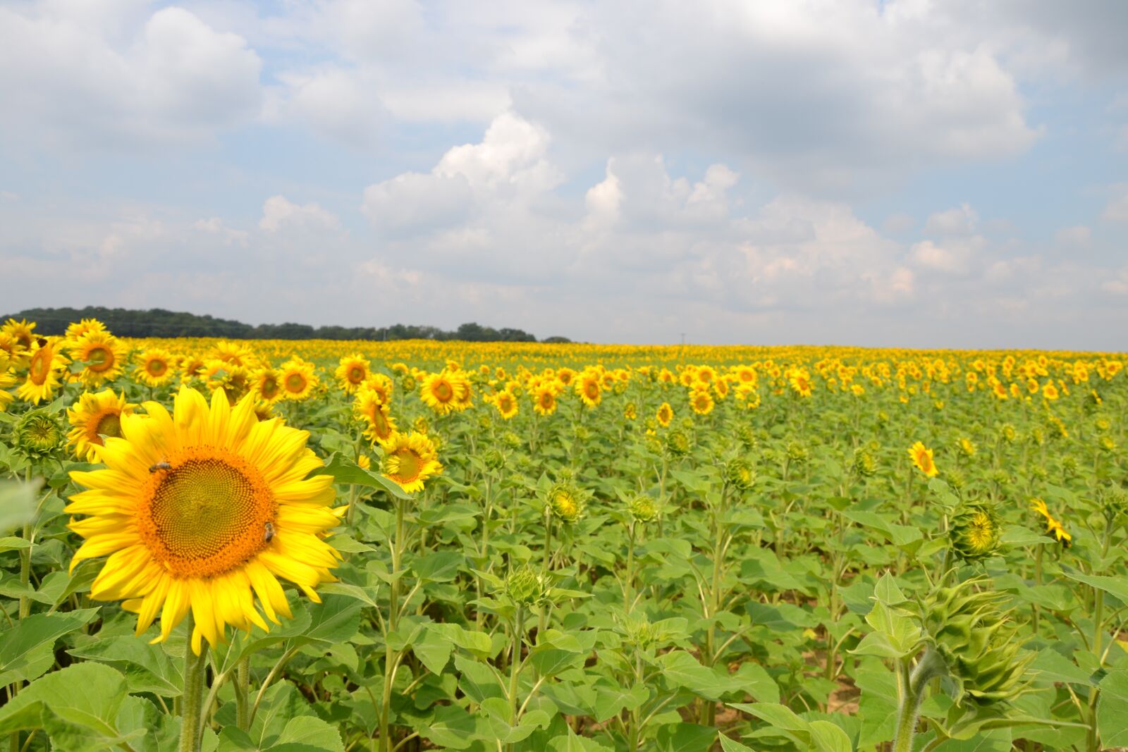 Nikon D3100 sample photo. Yellow, sunflower, blossom photography
