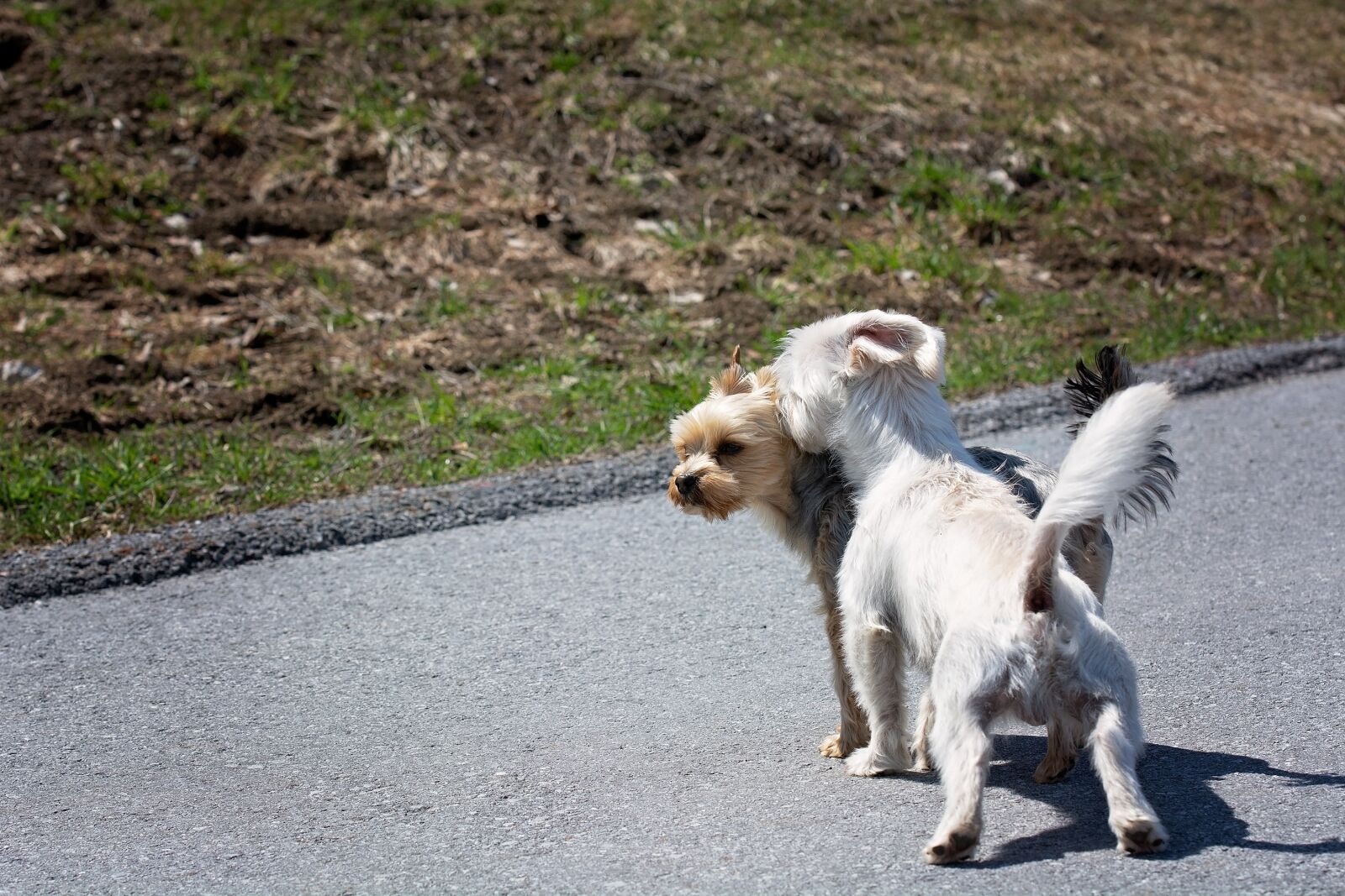 Nikon D7100 sample photo. Dogs, small, out photography