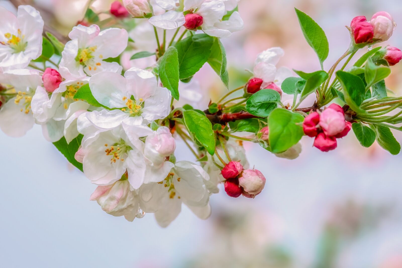 Fujifilm XF 55-200mm F3.5-4.8 R LM OIS sample photo. Blossom, embellishment, raindrop photography