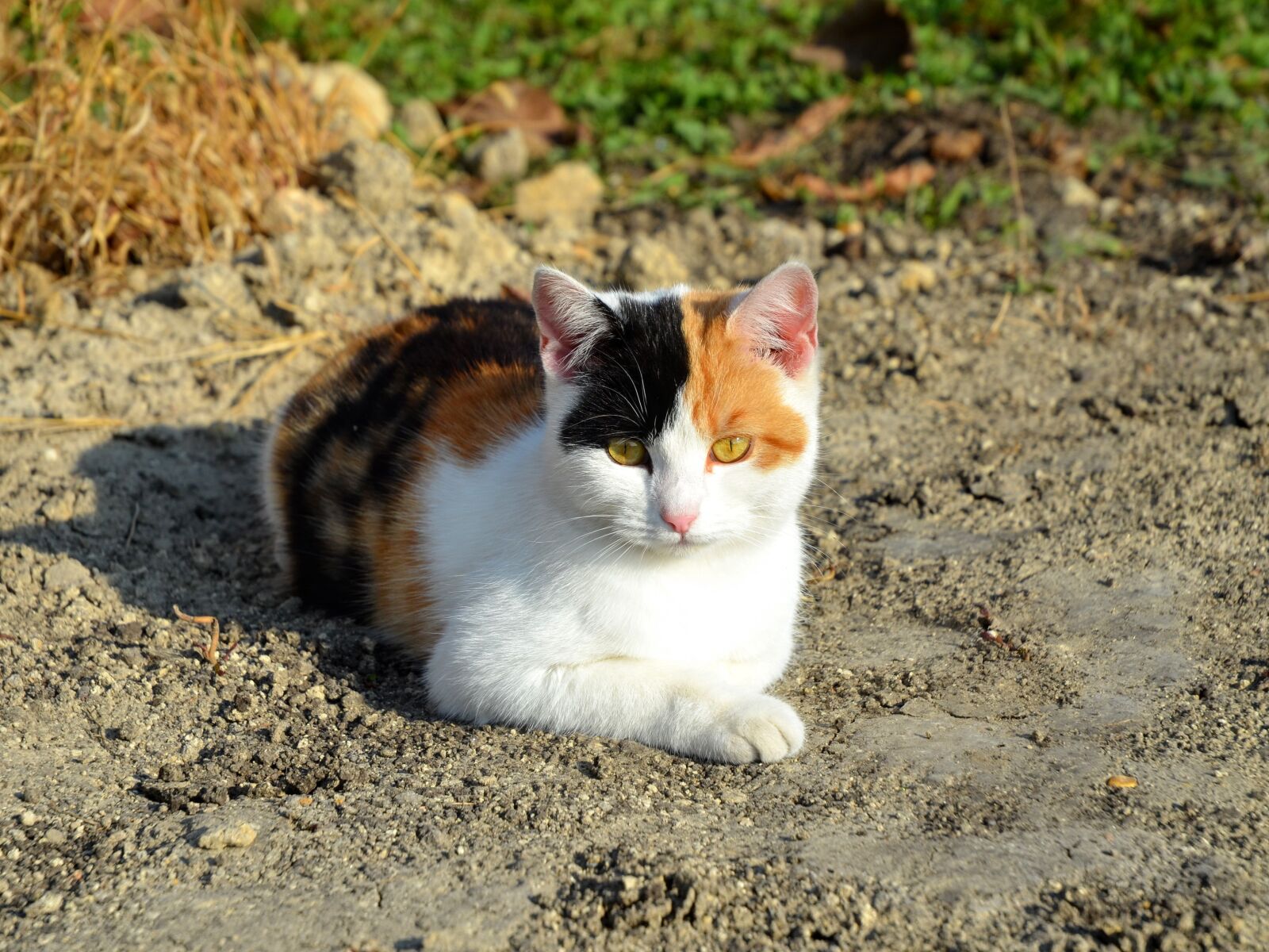 Nikon D7000 sample photo. Cat, kitten, black photography