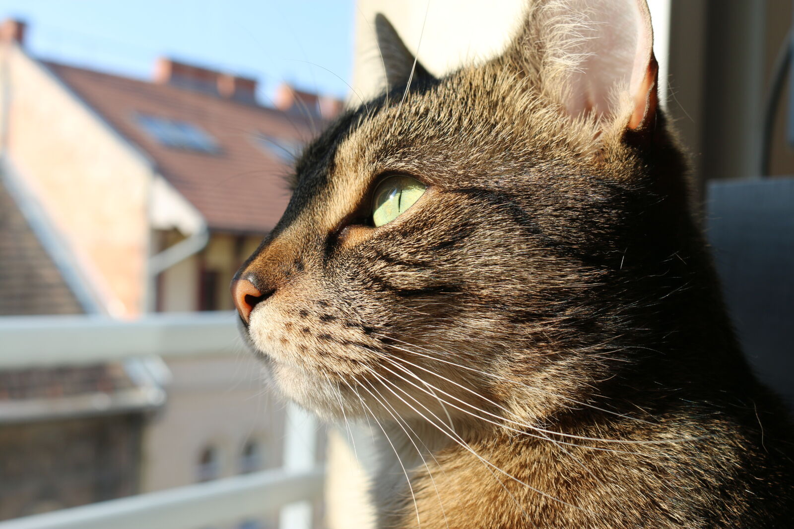 Canon EOS 70D sample photo. Animal, cat, cats, city photography