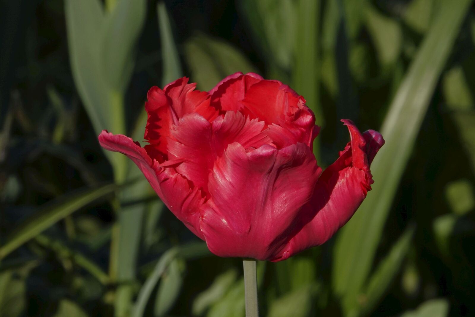 Sony Cyber-shot DSC-RX10 IV sample photo. Tulip, red, blossom photography