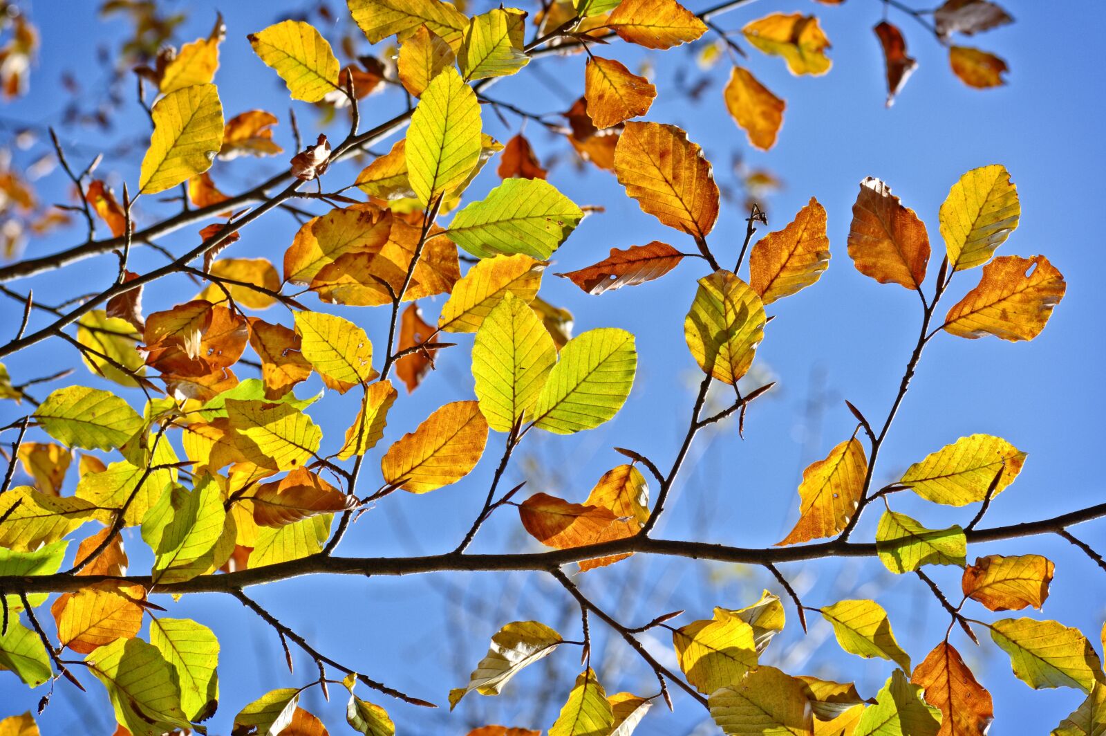 55.0-200.0mm f/4.0-f/5.6 sample photo. Autumn, leaves, golden autumn photography