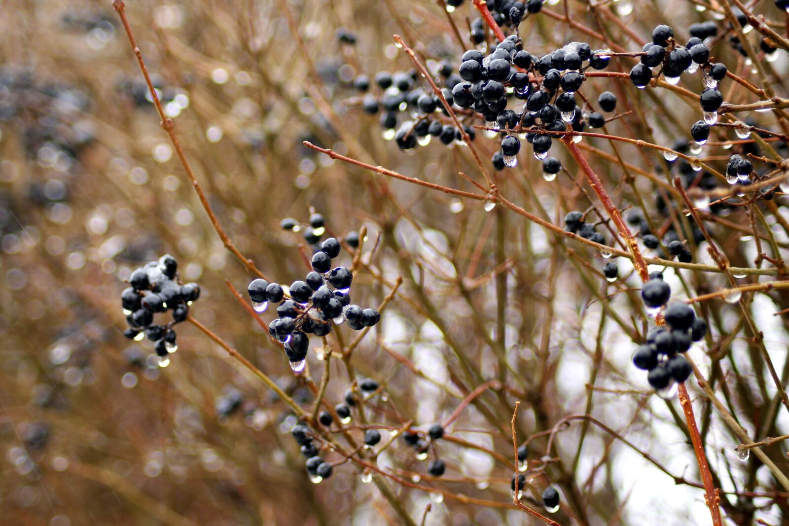 Canon EOS 1200D (EOS Rebel T5 / EOS Kiss X70 / EOS Hi) sample photo. Privet, bush, fruit photography