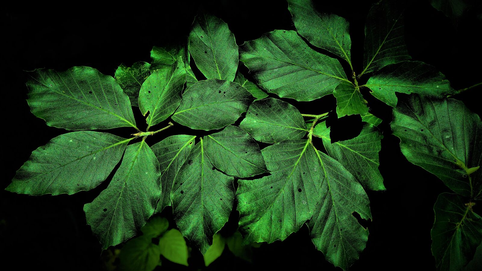 Sony E 30mm F3.5 Macro sample photo. Leaves, summer, green photography