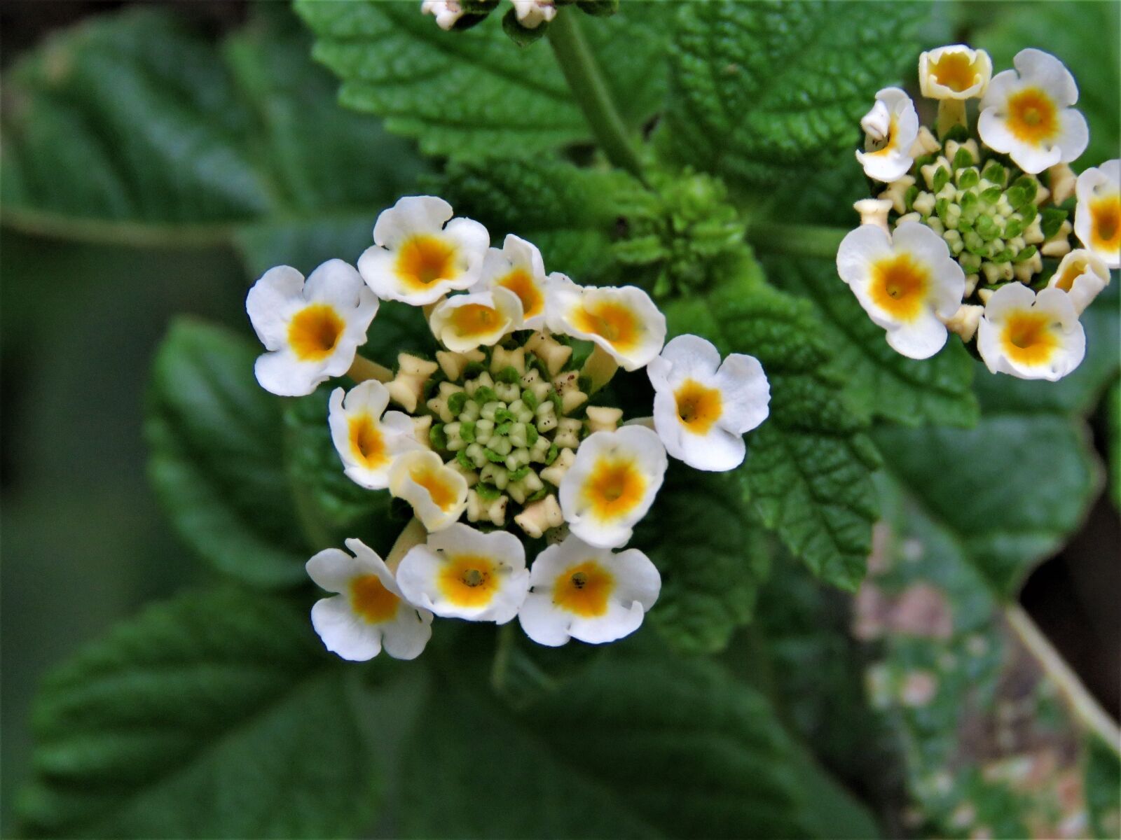 Canon PowerShot SX60 HS sample photo. Flowers, complex, geometric photography