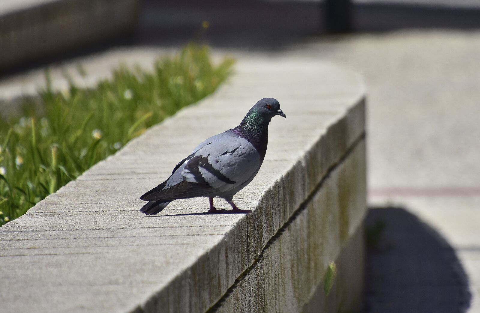 Nikon D7200 sample photo. Columbidae, birds, outdoors photography