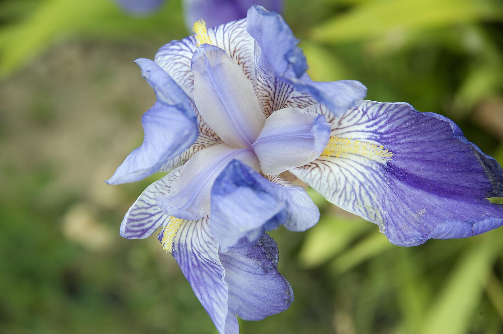 Nikon D700 sample photo. Lilac, flowers, nature photography