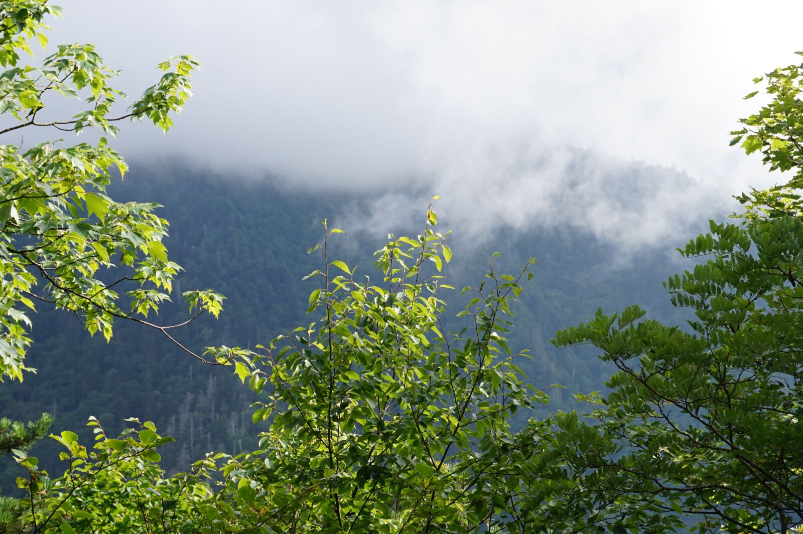 Sony Alpha a5000 (ILCE 5000) sample photo. Mountain, fog, trees photography