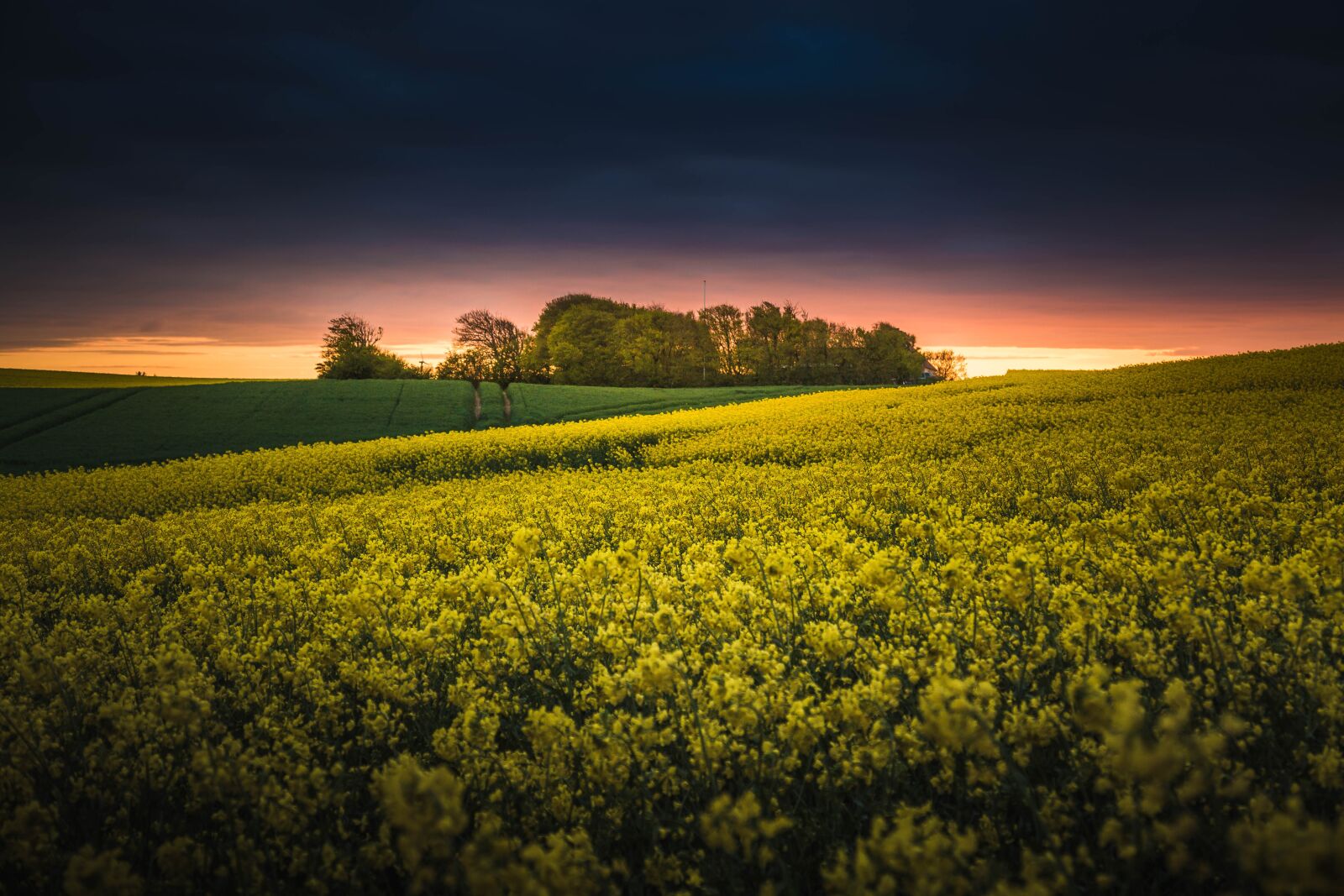 Canon EF 24-105mm F4L IS USM sample photo. Rapeseed, yellow, landscape photography
