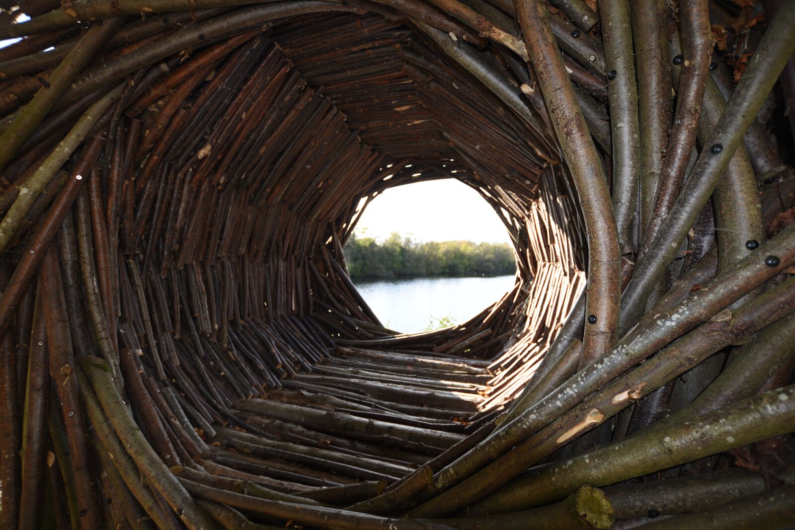 Nikon D5500 sample photo. Natural structure, wooden spiral photography
