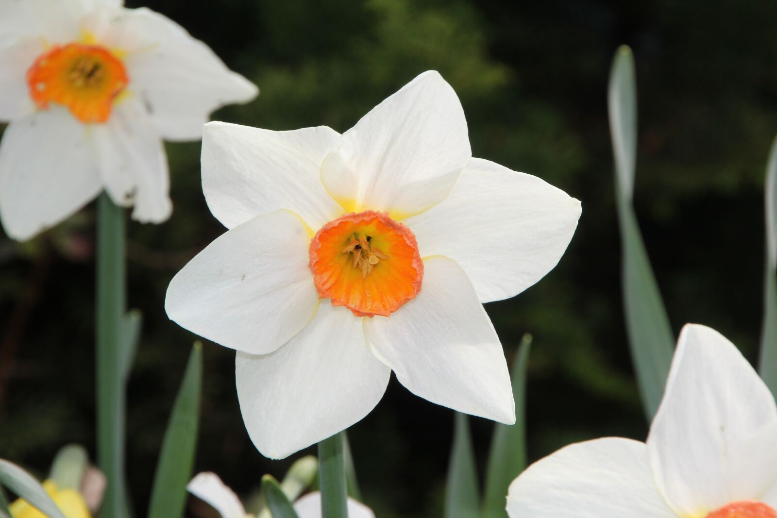 Canon EOS 600D (Rebel EOS T3i / EOS Kiss X5) sample photo. Narcissus, spring, narcissus white photography