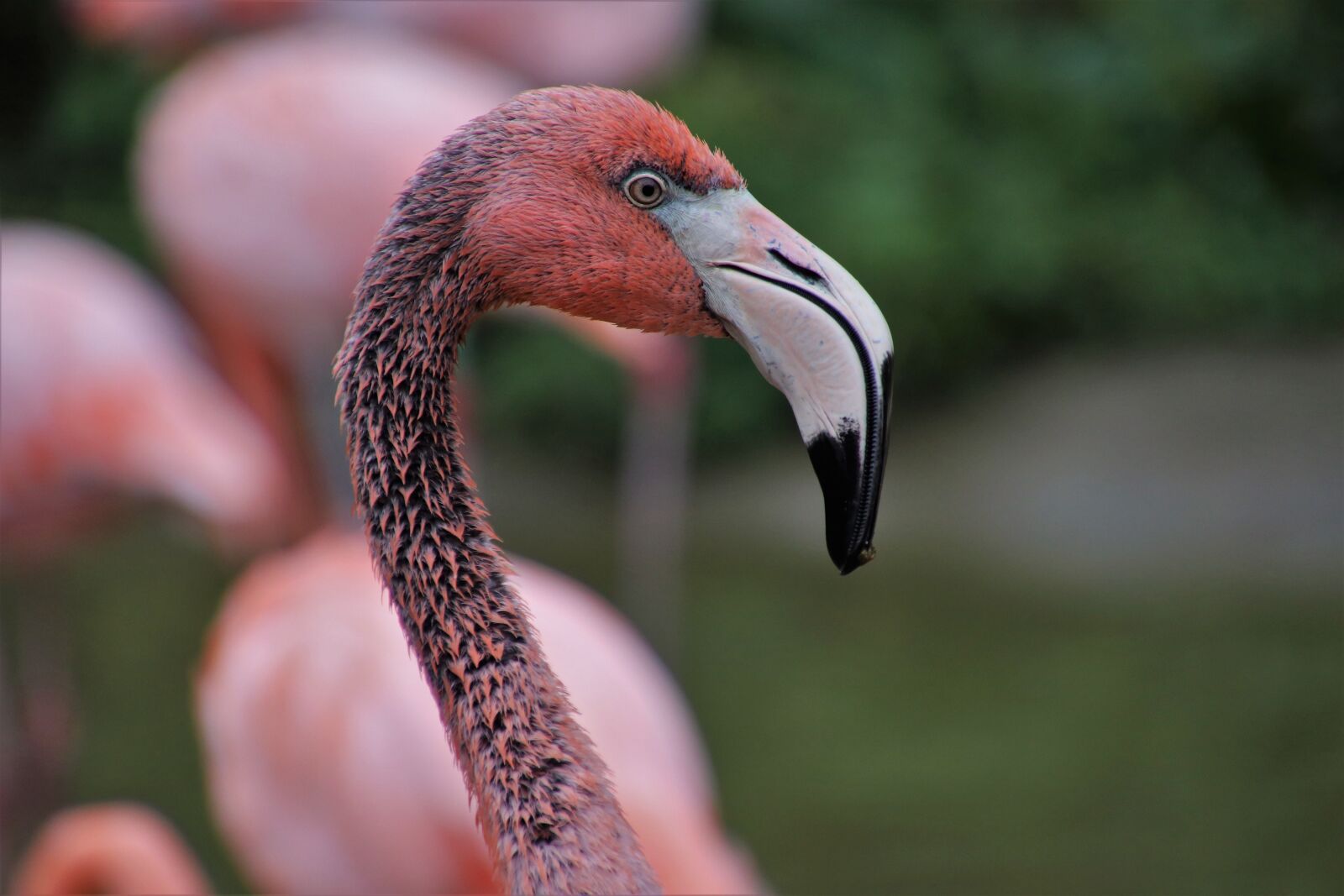 Canon EOS 80D sample photo. Flamingos, bird, pink photography