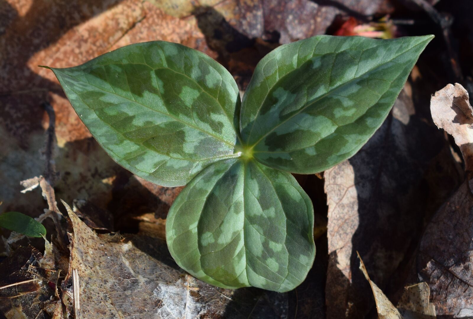 Nikon D3300 sample photo. Newly-emerged trillium leaves, trillium photography