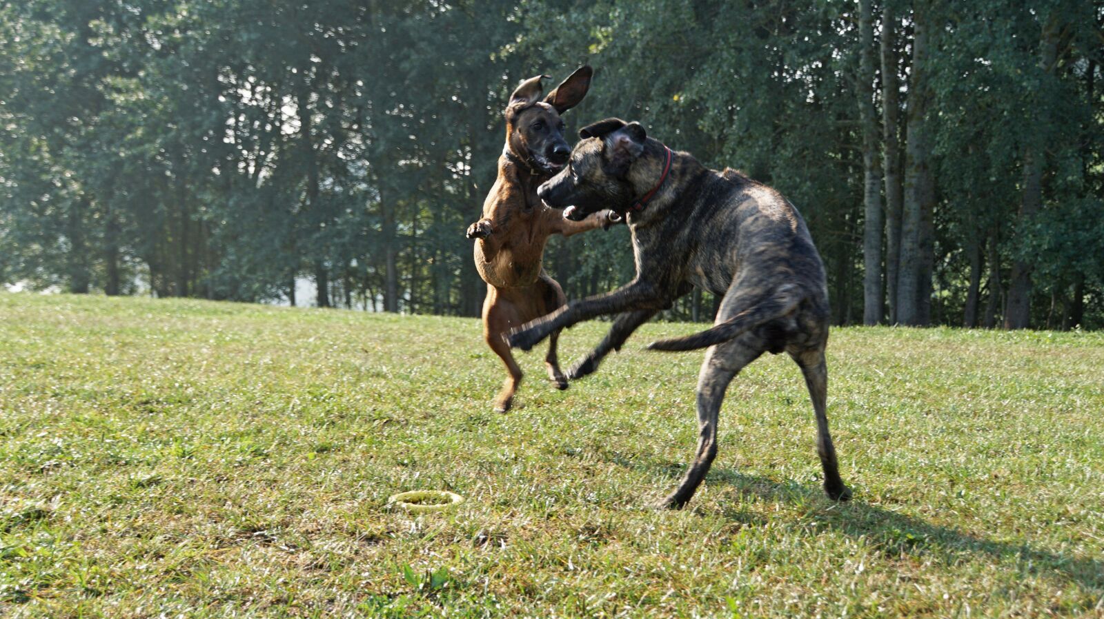Sony ILCA-77M2 + DT 18-270mm F3.5-6.3 SSM sample photo. Ridgeback, hanoverian scenthound, hs photography