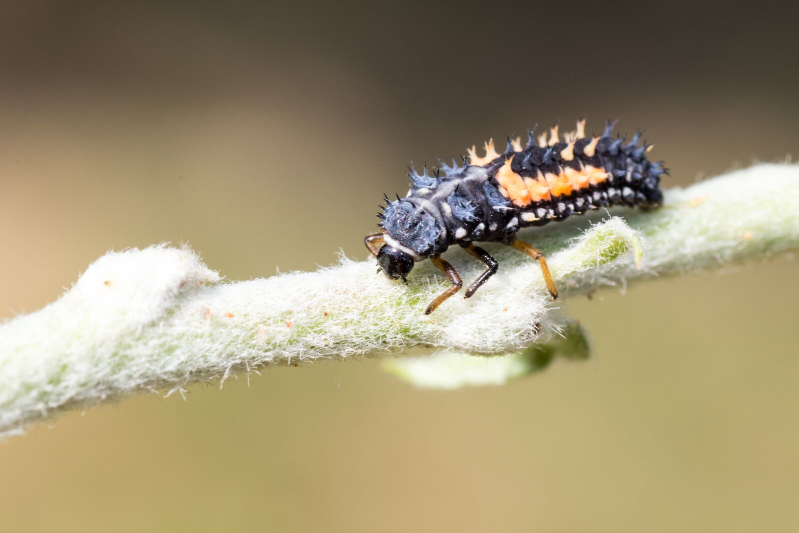 Canon EOS 7D Mark II sample photo. Marienk fer larva, macro photography