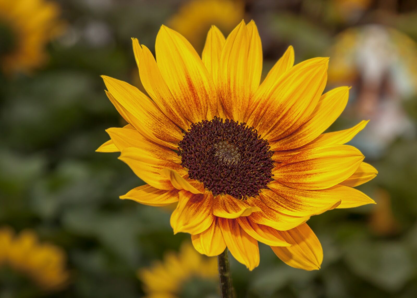 Canon EOS 50D + Canon EF 24-105mm F4L IS USM sample photo. Helianthus, flower, blossom photography