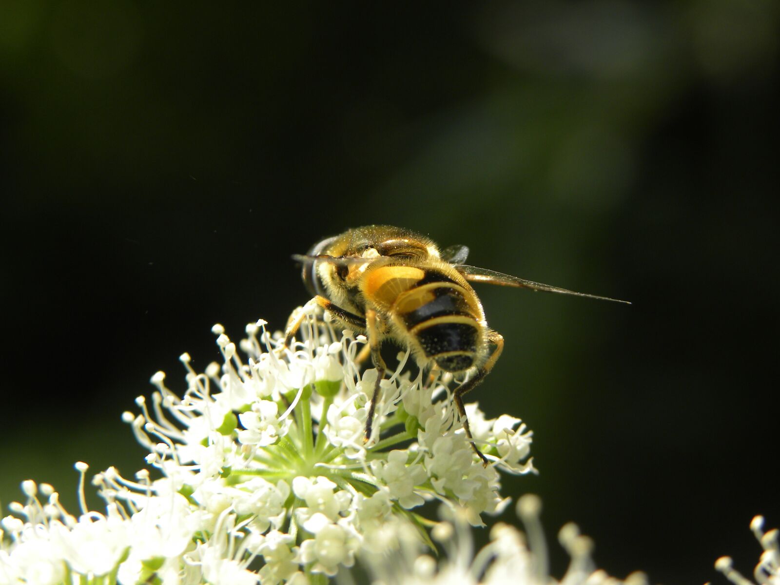 Nikon Coolpix P90 sample photo. Bee, nature, bug photography