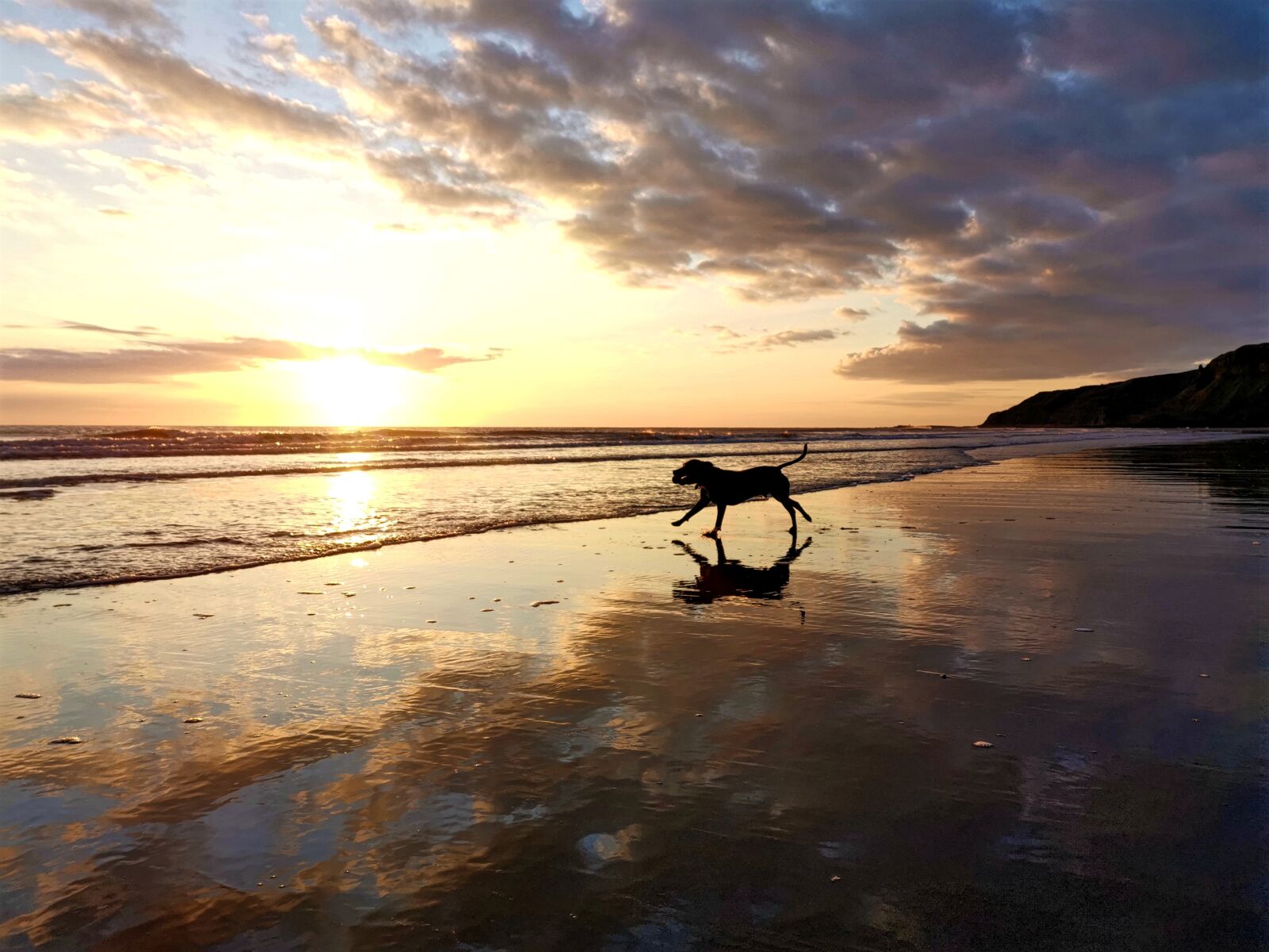 HUAWEI Mate 20 Pro sample photo. Sunrise, beach, dog photography
