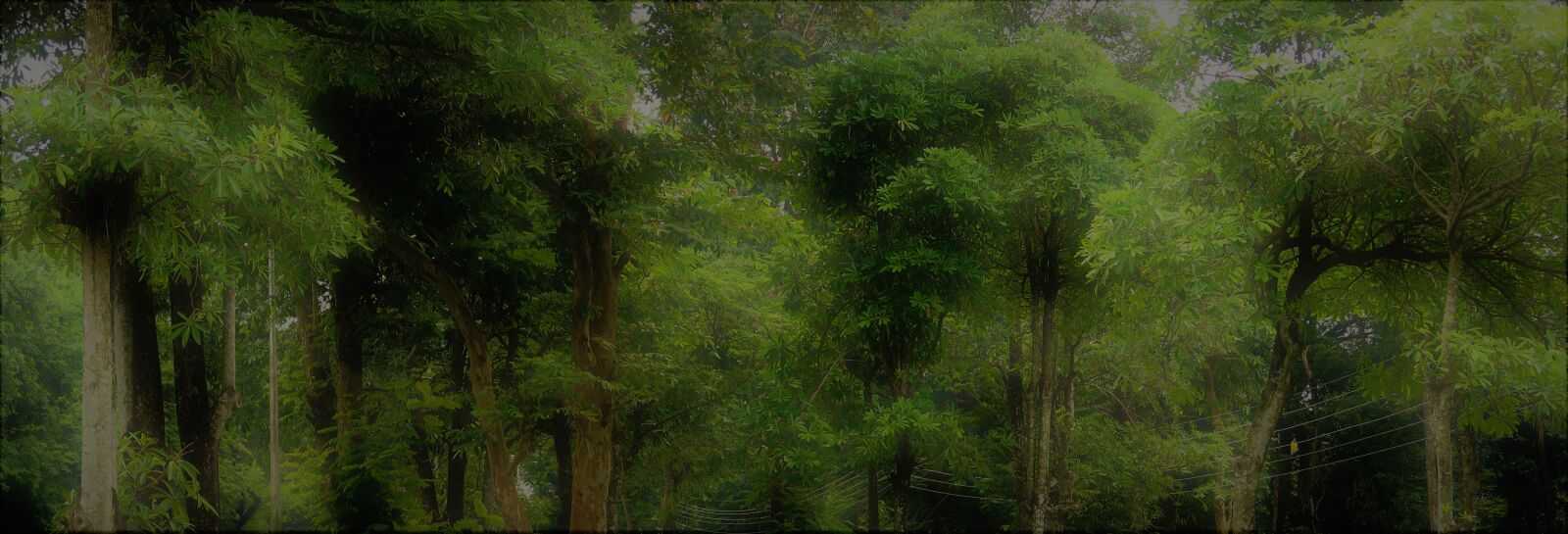 Canon PowerShot G7 X Mark II sample photo