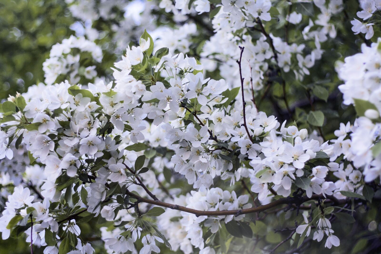 Canon EOS 450D (EOS Rebel XSi / EOS Kiss X2) + Canon EF 50mm F1.8 II sample photo. Apple tree, background, spring photography