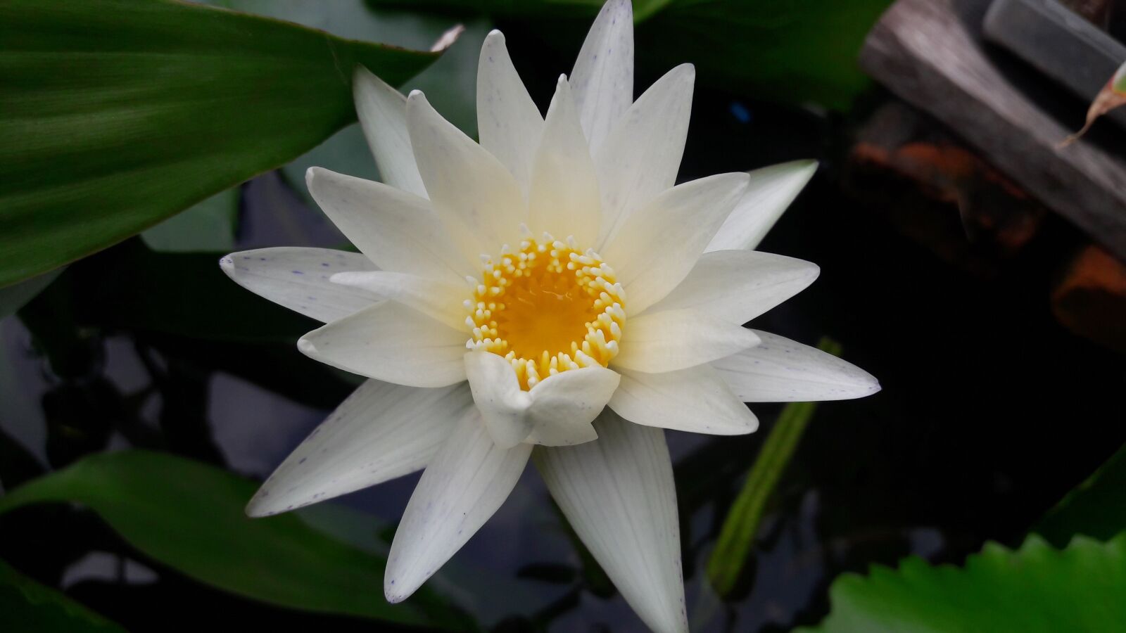 Samsung Galaxy J7 sample photo. Lotus, flowers, plant photography
