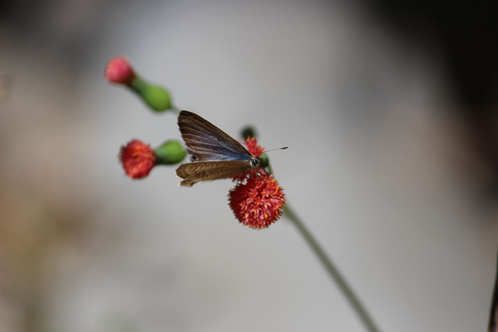 Canon EOS 700D (EOS Rebel T5i / EOS Kiss X7i) sample photo. Beautiful, red, flowers photography