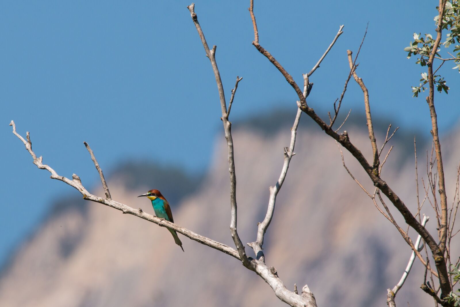 150-600mm F5-6.3 DG OS HSM | Contemporary 015 sample photo. European bee eater, bird photography