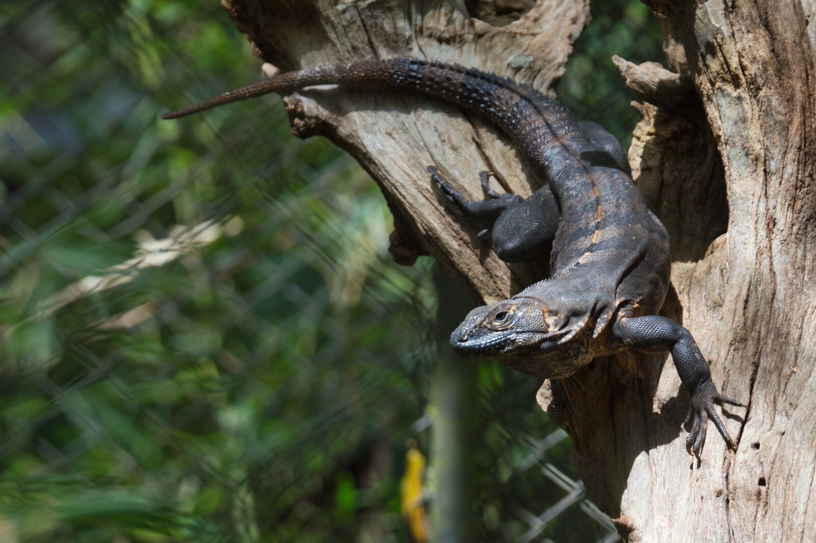 Nikon D3200 sample photo. Iguana, reptile, costa rica photography