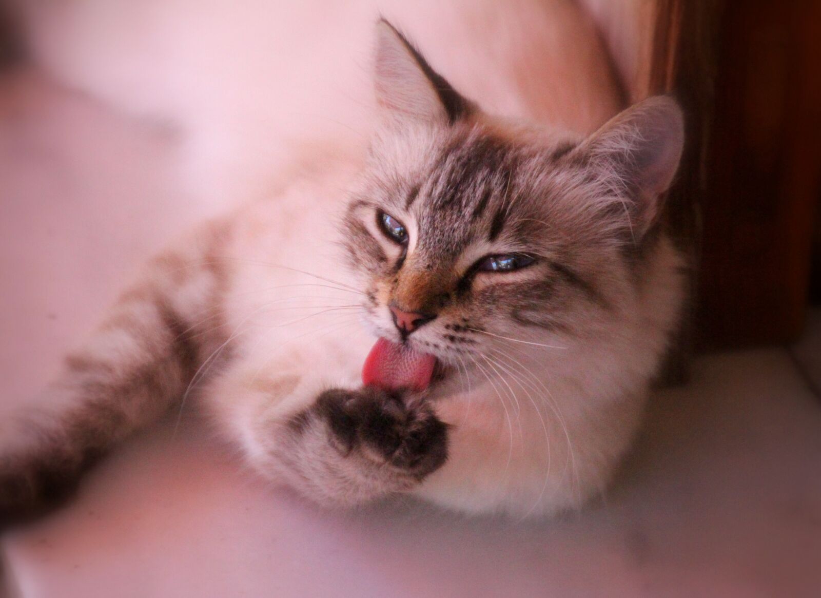 Canon EOS 700D (EOS Rebel T5i / EOS Kiss X7i) sample photo. Cat, lick, cat tongue photography