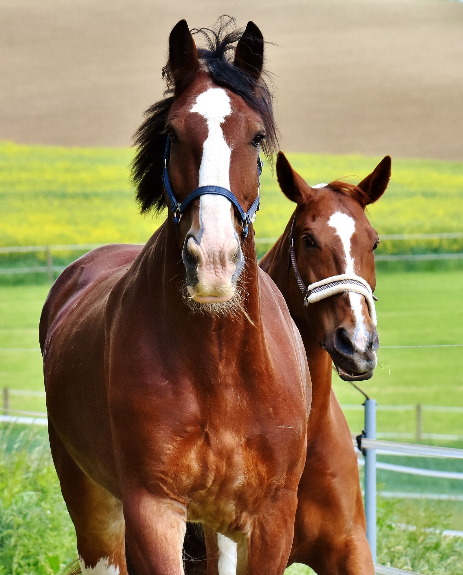 Nikon D7200 sample photo. Horses, for two, coupling photography