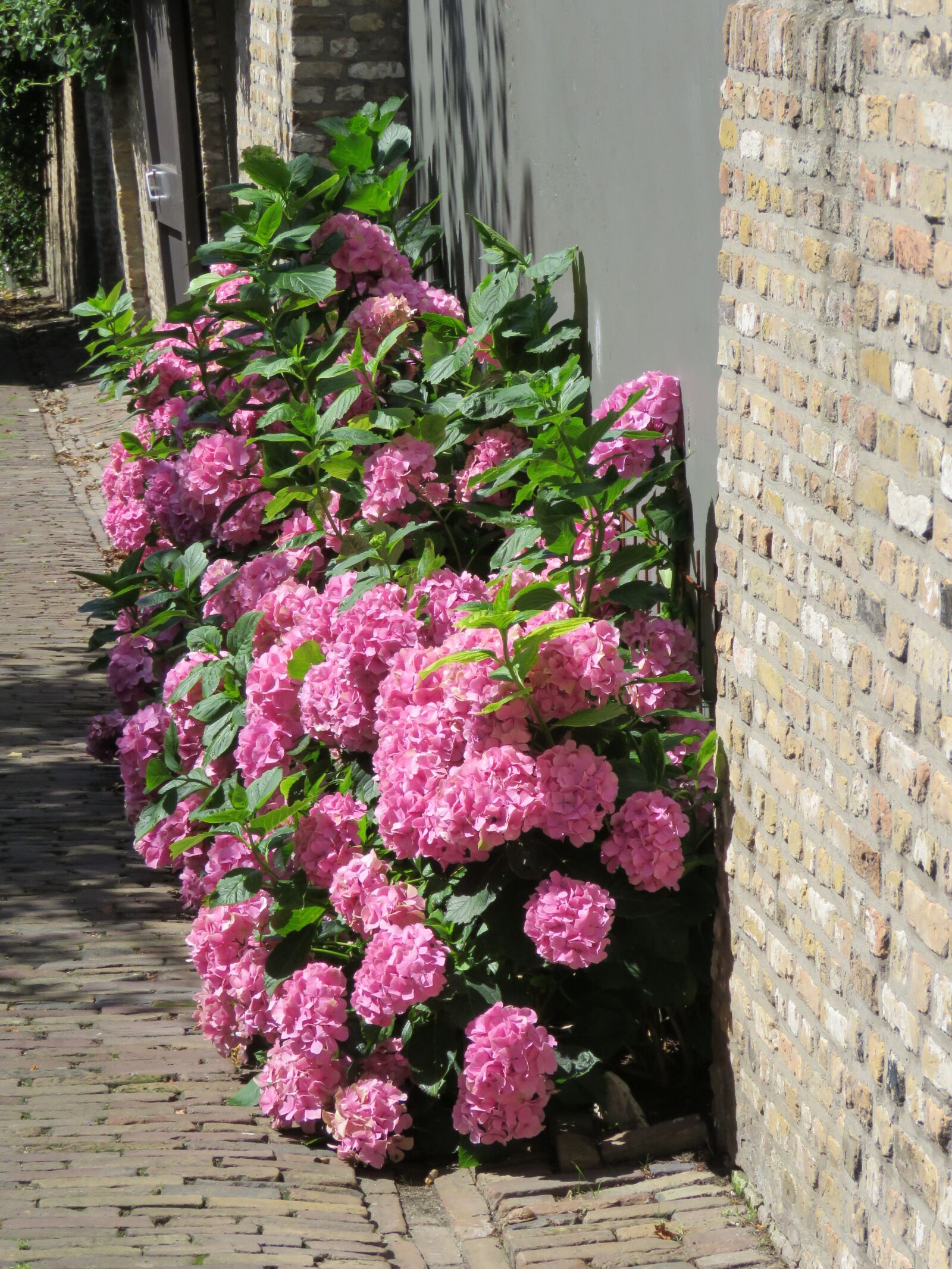 Canon PowerShot SX60 HS sample photo. Hydrangea, rose, street photography