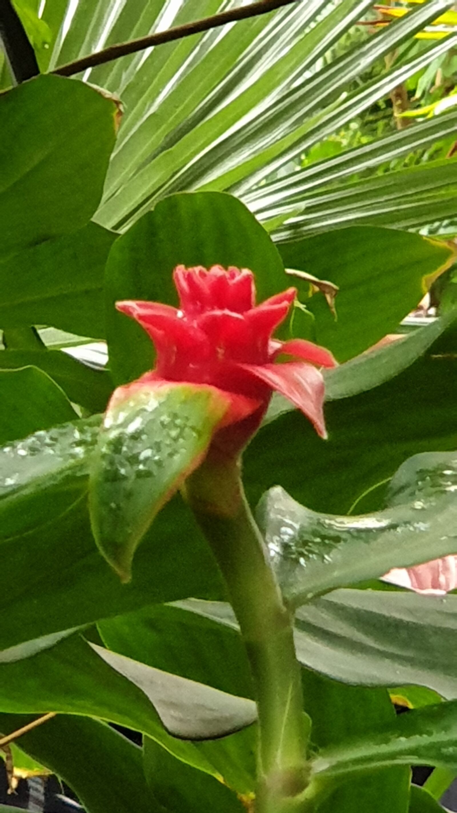 Samsung SM-G965F sample photo. Flower, fauna, nature photography