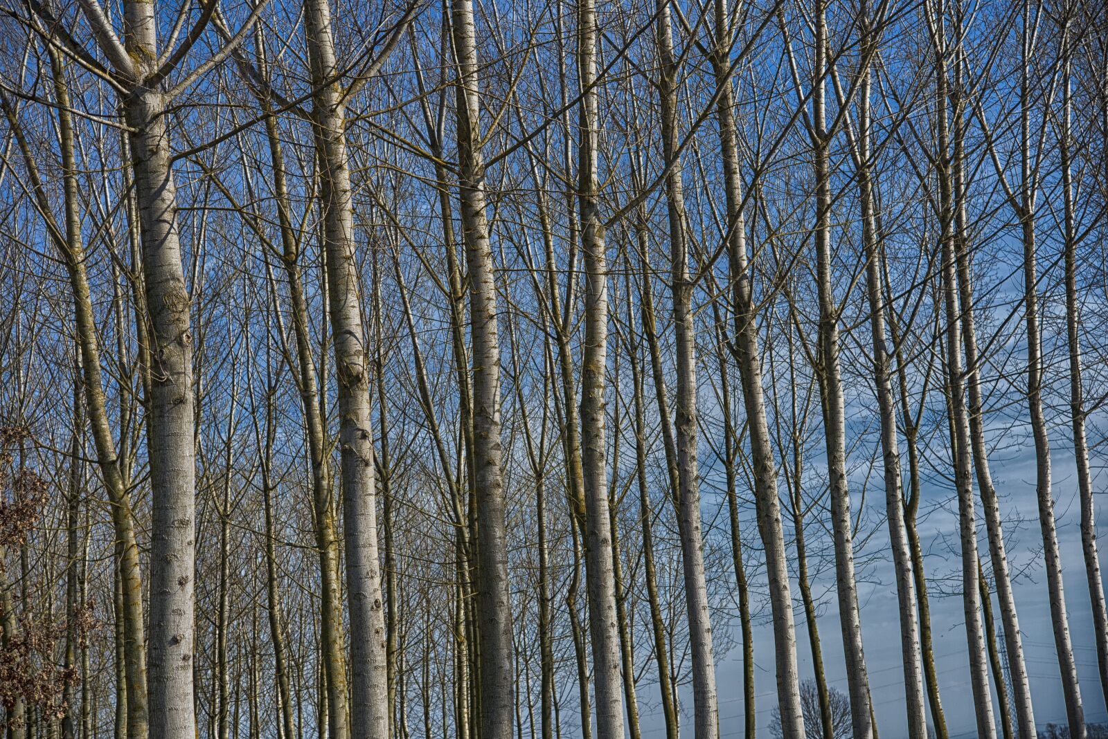 Nikon D750 sample photo. Zen, relaxation, nature photography