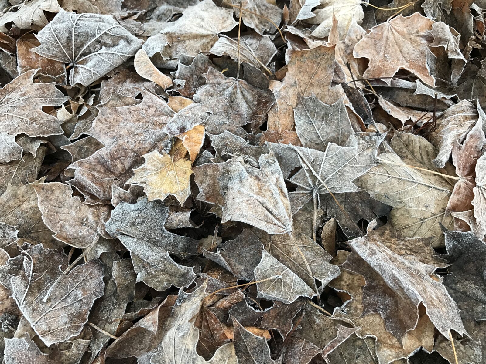 iPhone 7 Plus back iSight Duo camera 3.99mm f/1.8 sample photo. Leaves, winter, frost photography