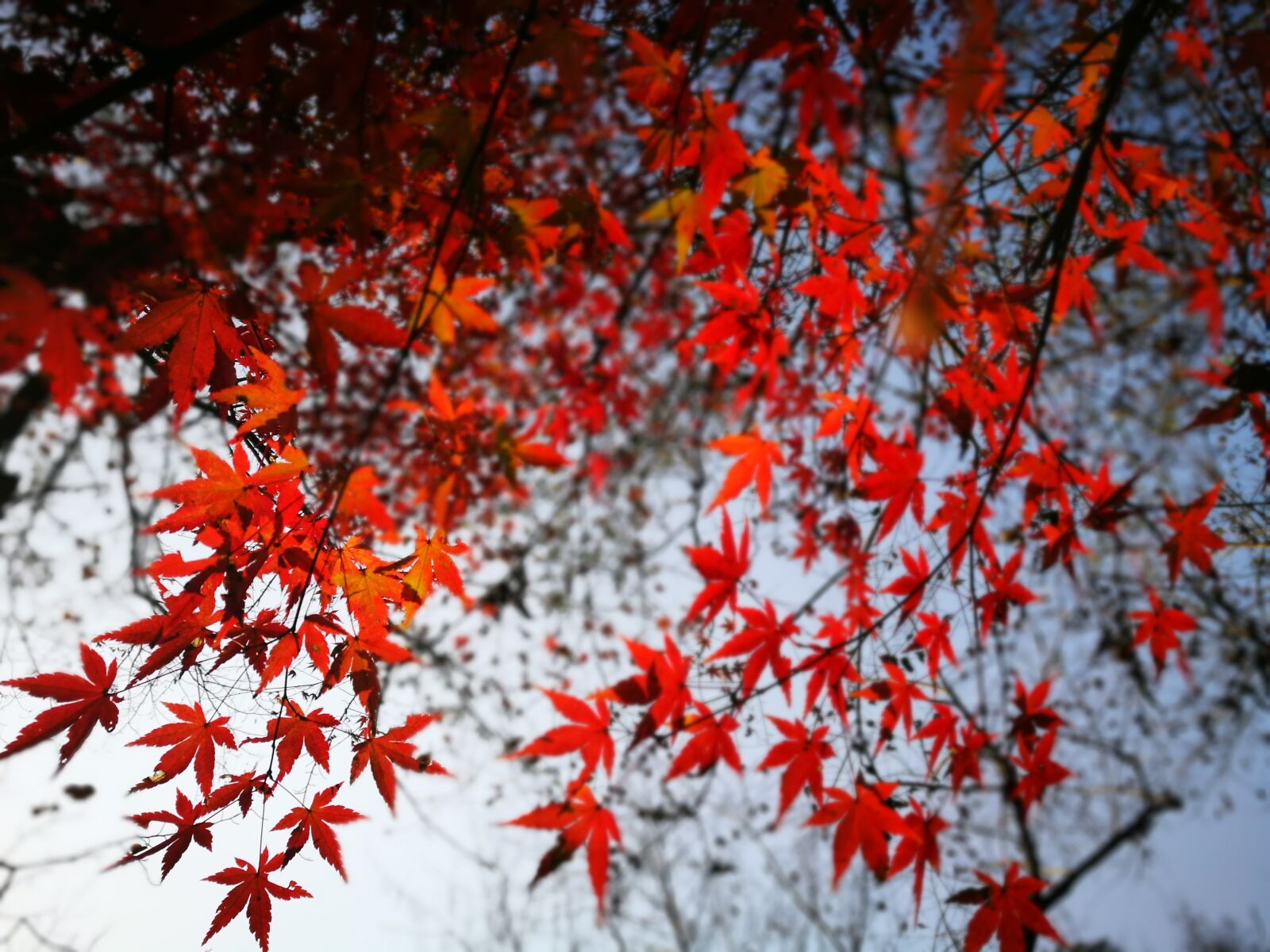 HUAWEI P9 sample photo. Maple, jiuxi, hangzhou photography