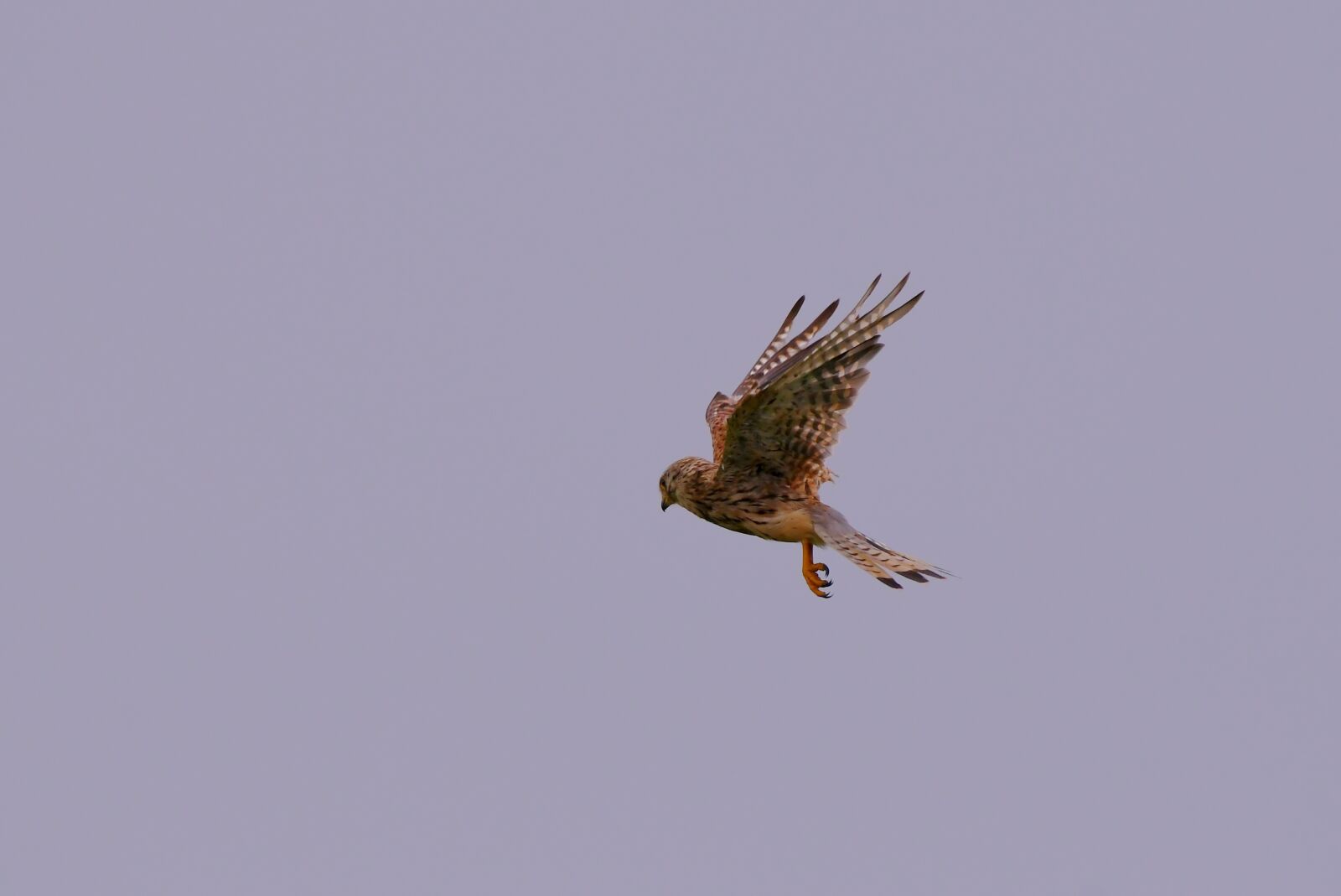 Nikon D500 sample photo. Valk, bird, prayer photography