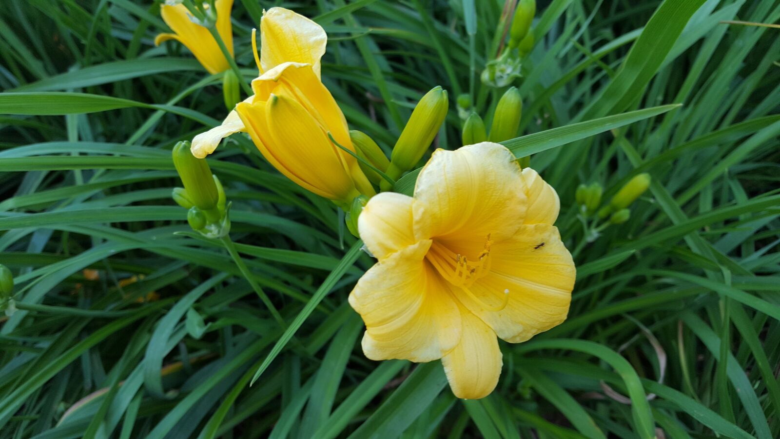 Samsung Galaxy S6 sample photo. Flower, yellow flower, decorative photography