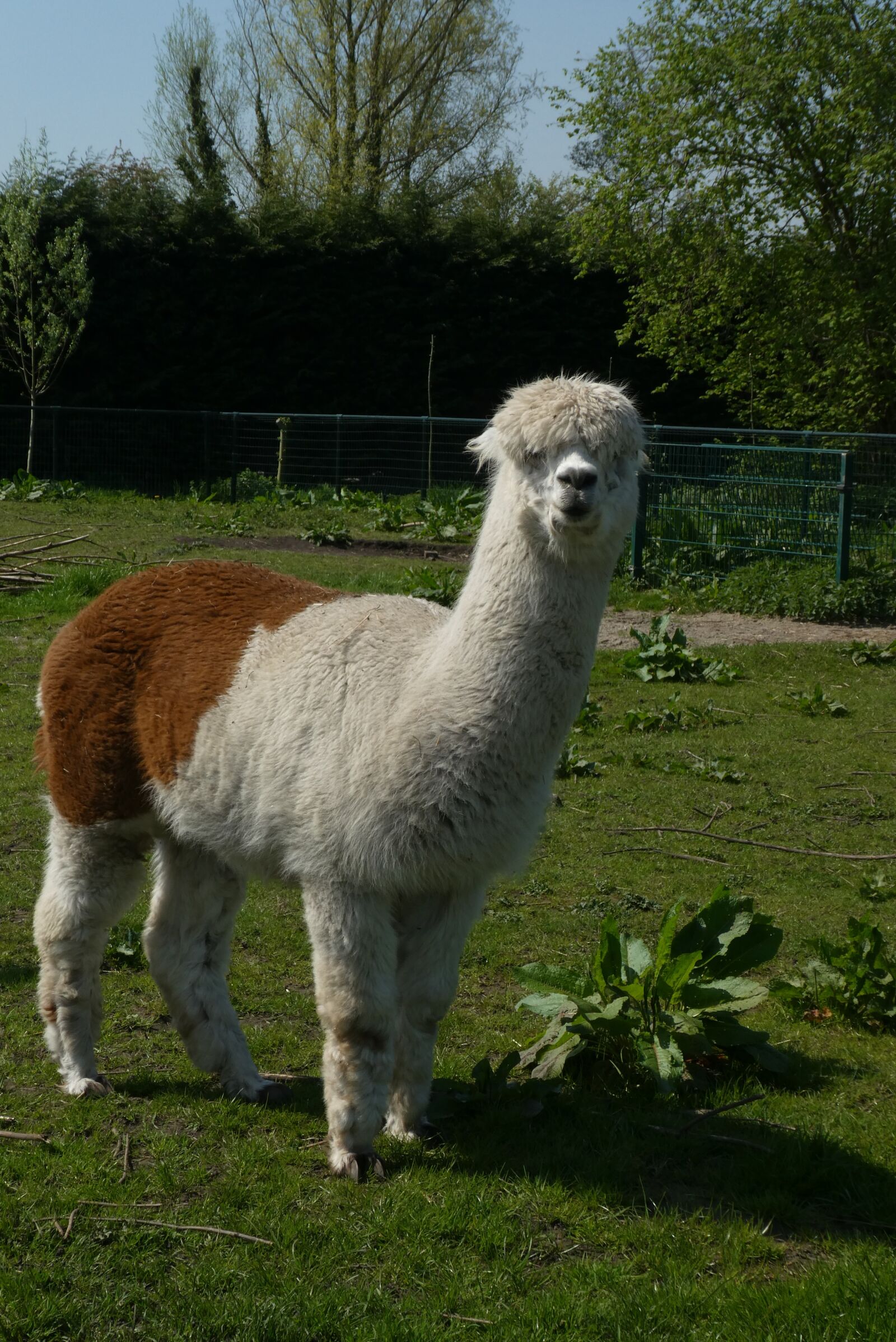 Panasonic Lumix DC-ZS70 (Lumix DC-TZ90) sample photo. Alpaca, petting, mammal photography