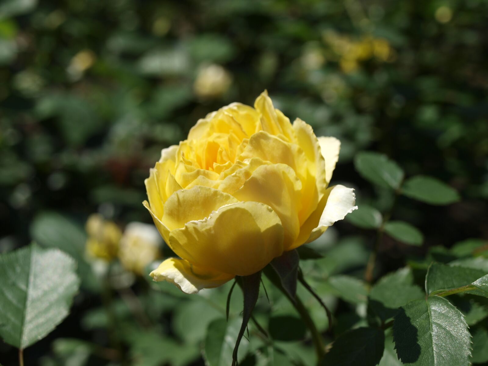 Olympus E-420 (EVOLT E-420) sample photo. Rose, nunobiki herb garden photography