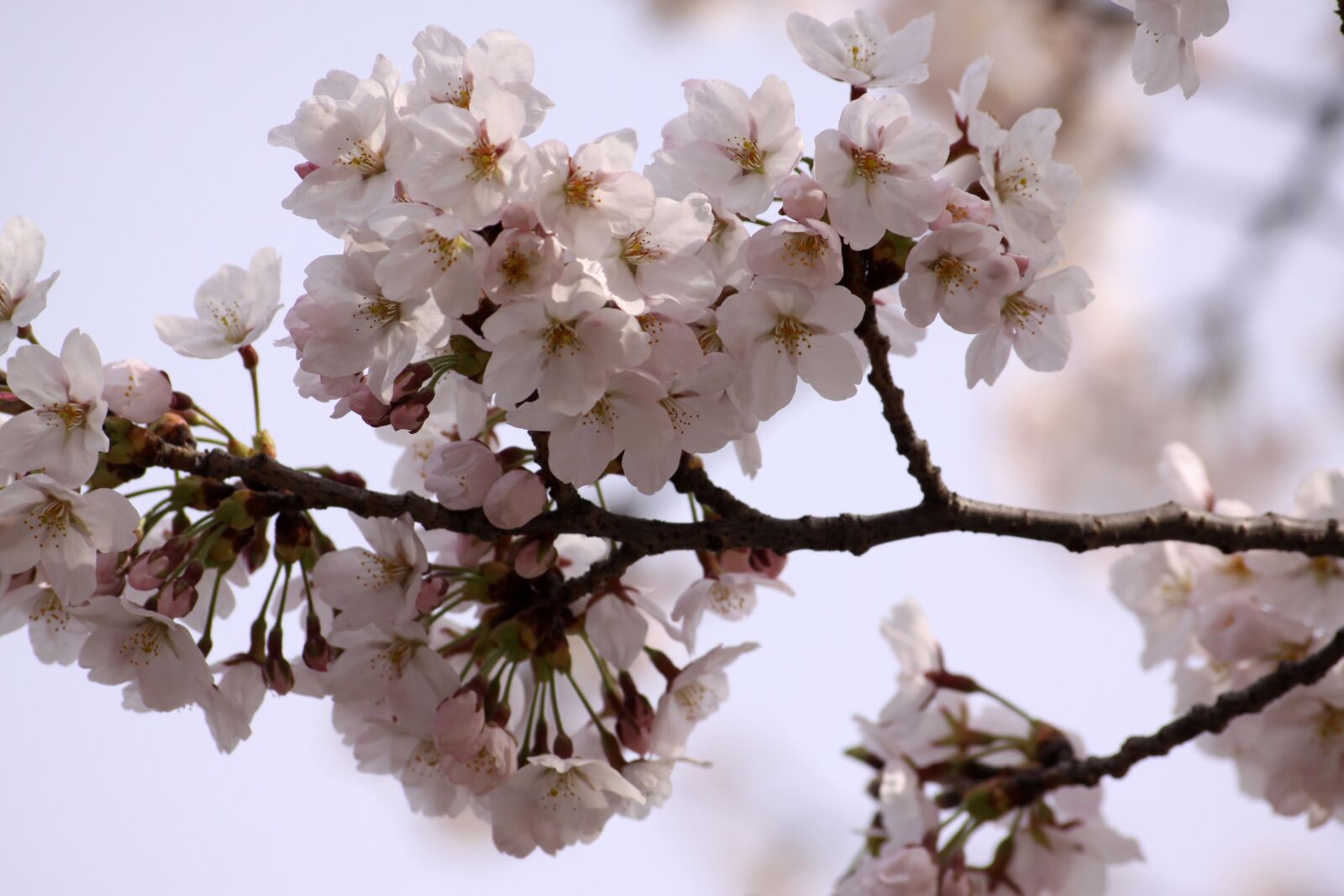 Canon EOS 50D sample photo. Plum, flowers, spring photography