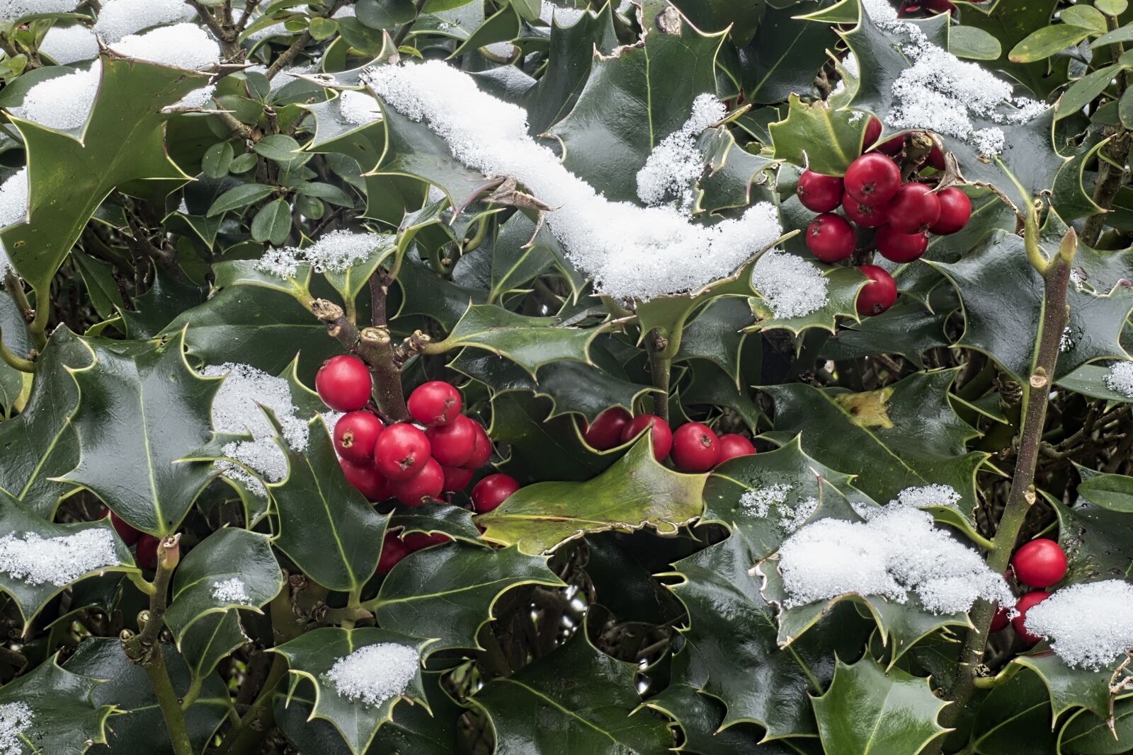 Olympus OM-D E-M5 II + Olympus M.Zuiko Digital ED 12-40mm F2.8 Pro sample photo. Holly, ilex aquifolium, snow photography